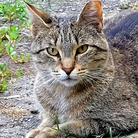 Meet your Posher....💖🐱 - Picture 7 of 10